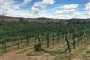 Alcantara Estate Vineyard Tasting Experience in Cornville, AZ