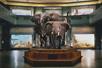 A family of elephants on display in the middle of a room at the American Museum of Natural History in NYC, New York.