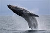 Anacortes whale and wildlife tours