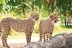 Two cheetahs standing in their enclosure on a sunny day at Busch Gardens Tampa in Tampa, Florida.