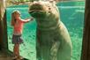 A little girl standing in front of an aquarium with a hippo looking at her on the other side at Busch Gardens Tampa in Tampa, Florida.