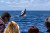 Captain Dave's Dolphin & Whale Safari - Dana Point, CA