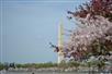 Cherry Blossom Segway Tour in Washington, DC
