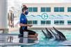 An aquarium worker feeds some dolphins