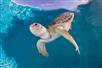 Sea turtle at Clearwater Aquarium in Clearwater, FL