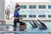 A staff member feeding the dolphins at Clearwater Marine Aquarium.