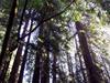 Towering coastal redwoods!