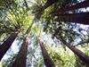 Explore California's Redwoods!
