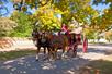 A chariot at Colonial Williamsburg in Williamsburg, Virginia