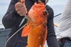 An angler with a radiant smile as she displays her catch of the day, a rockfish, from the deck of the fishing boat.