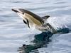 Pacific White-sided Dolphin - Davey's Locker Whale Watching in Newport Beach, California