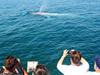 Blue Whale- viewed during the summer - Davey's Locker Whale Watching in Newport Beach, California