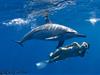 Swim near dolphins in their natural habitat. - Deluxe Morning Wild Dolphin Swim and Kealakekua Bay Snorkel in Kailua-Kona, Hawaii