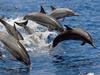 Wild dolphins - Deluxe Morning Wild Dolphin Swim and Kealakekua Bay Snorkel in Kailua-Kona, Hawaii