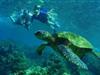Swim with wild Hawaiian sea turtles - Deluxe Morning Wild Dolphin Swim and Kealakekua Bay Snorkel in Kailua-Kona, Hawaii
