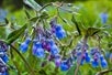 A Bluebell flower