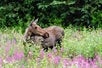 An Alaskan Moose in the middle of flowers