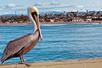 Pelican in Discover San Diego's Beaches: Private Driving Tour