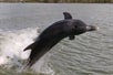A Dolphin jumping out of the water next to the boat on the Dolphin, Birding, and Shelling Tour in Goodland Florida, USA.