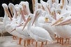 A group of Pelicans like ones that can be seen on the Dolphin, Birding, and Shelling Tour in Goodland Florida, USA.