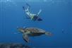 Experience up-close-and-personal encounters with sea life like "honu" (Hawaiian sea turtles).