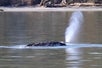 Gray whales swimming together