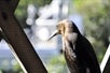 Everglades Airboat Adventure Tour. Bird Watching