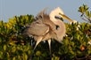 An Egret in Chokoloskee Island, Florida.