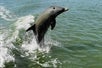 Dolphin jumping out of the water in Chokoloskee Island, Florida.
