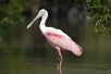 A flamingo in Chokoloskee Island, Florida.