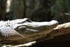 An alligator in Chokoloskee Island, Florida. 