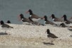 Birds on the beach in Chokoloskee Island, Florida.
