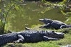 Everglades Safari Park alligators