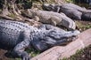 Alligator Farm at Everglades Safari Park 