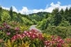 Explore The Blue Ridge Mountains: Private Day Trip from Asheville