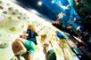 Three children climbing a white rock wall with an ocean themed ceiling over them at Fun Mountain at Big Cedar Lodge.