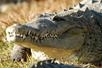 An alligator with its mouth closed crawling through dry grass with the sun shining down on it at Gatorland.