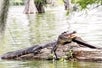 An outdoor photograph capturing a crocodilian reptile in its natural habitat, sitting on a log in the water during the Ultimate Swamp Adventures.