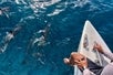 A close-up view of a person sitting on the edge of a boat, with their feet dangling above the clear blue water. Below, a group of dolphins can be seen swimming in the ocean