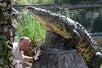 A massive alligator sitting on concrete, with a guide appearing to hide and lean against the same structure at Gatorland Florida.