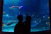 The Sea-Life Aquarium is great for all ages. - Go Orlando® Multi-Attraction Pass