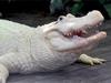 Gatorland: The Alligator Capital of the World - Go Orlando® Multi-Attraction Pass