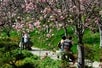 Japanese Friendship Garden (Balboa Park) - Go San Diego All-Inclusive Pass