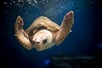 A loggerhead sea turtle gracefully swimming under the blue water  at Birch Aquarium at Scripps