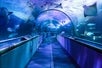 Horizontal Tunnel of the Aquarium of the Bay with different marine animals swimming.