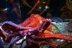Giant pacific Octopus at the Aquarium of the Bay with Go San Francisco Explorer Pass.