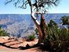 Joshua Tree - Grand Canyon South Rim VIP Tour in Las Vegas, Nevada