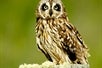 An owl, like ones that can be seen on the Hakalau Birdwatching Tour in Kona Hawaii, USA.