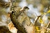 Picture of a hawk, like ones that can be seen on the Hakalau Birdwatching Tour in Kona Hawaii, USA.