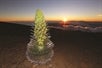 A photo of a green Silversword plant taken on top of Haleakala, a rare and endangered plant found only on Maui's Haleakala.